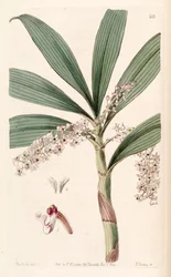 Eria floribunda
